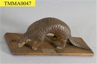 臺灣鯪鯉藏品圖，第8張